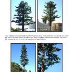 Douglas Fir Cell Towers